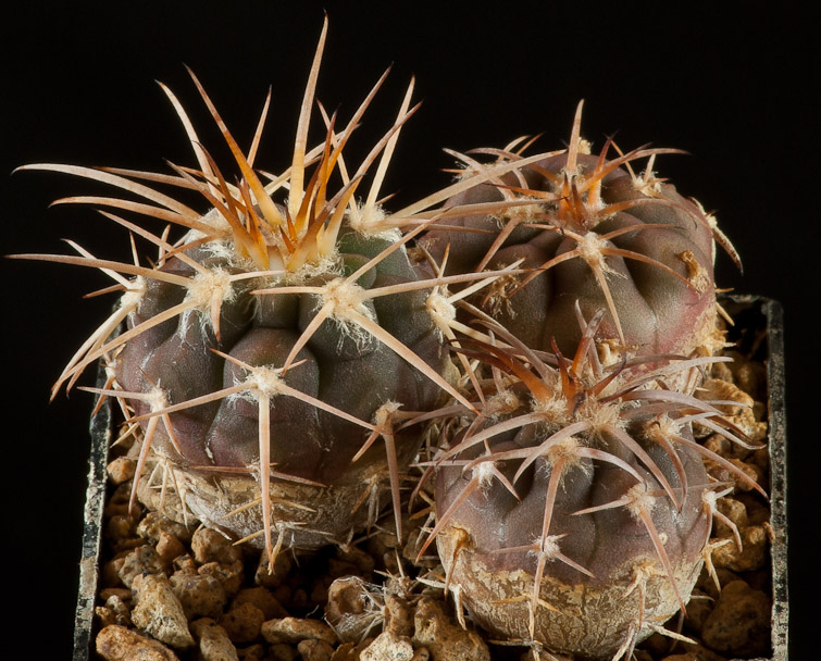 Gymnocalycium spegazzinii v. punillense VS 79